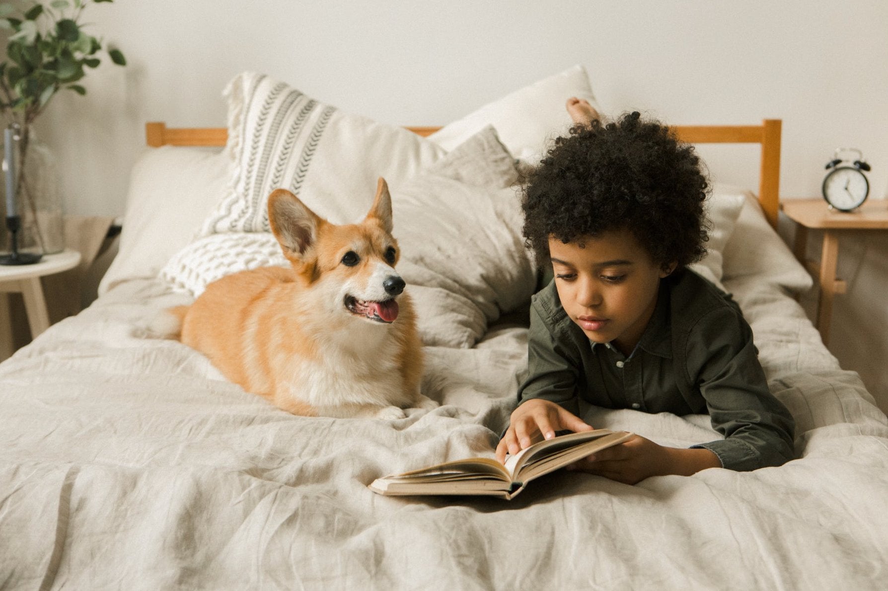 Pet-Friendly Luxury: Ensuring Your Bedroom Suits Both You and Your Pet - Dream's Loft