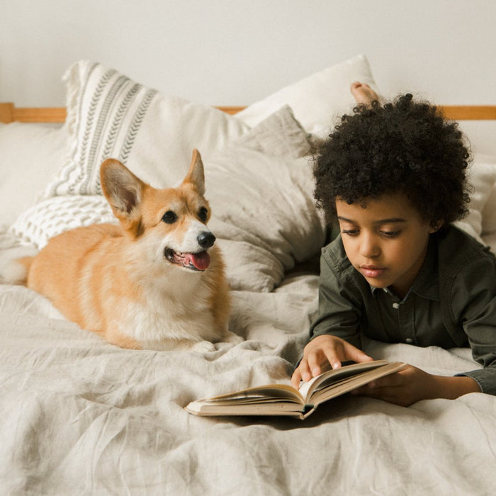 Pet-Friendly Luxury: Ensuring Your Bedroom Suits Both You and Your Pet - Dream's Loft
